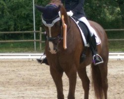 dressage horse Fürst Finley 3 (Westphalian, 2008, from Fürst Piccolo)