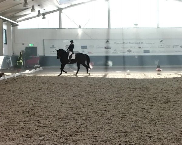 Reitturnier Mönchengladbach-Abtshof 2019