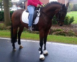 dressage horse Natureboy (German Riding Pony, 2006, from Topnatrejo)