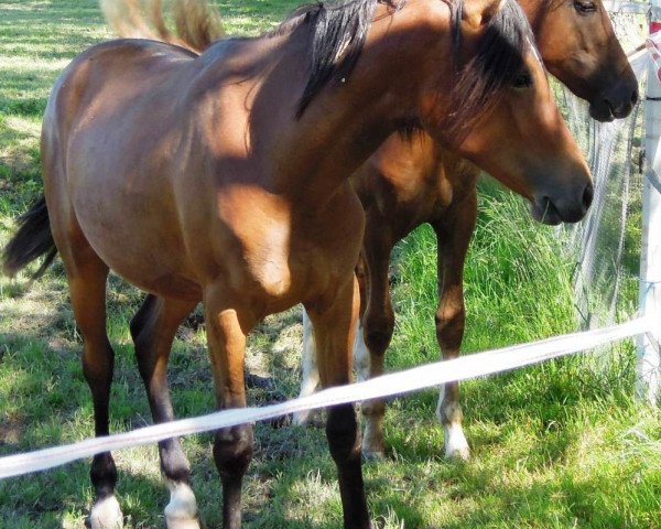 dressage horse Desperanca (German Riding Pony, 2015, from Dimensional)