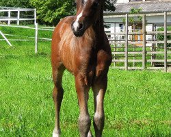 dressage horse RM Niccolo (German Riding Pony, 2016, from Fs Numero Uno)