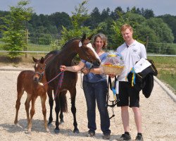 stallion Rm Danny Ray 2 (German Riding Pony, 2015, from Fs Dorian Gray)