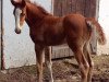 dressage horse Fabiano Se (Westphalian, 2015, from Feriado)