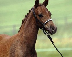 broodmare RM Quarisma (German Riding Pony, 2016, from Queen's Counsel)