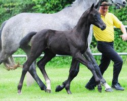 dressage horse Hoheit (Hanoverian, 2012, from Hochadel)