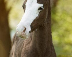 Pferd Grandessa (Hannoveraner, 2016, von Métall)