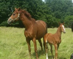 dressage horse First Kiss (Hanoverian, 2016, from Foundation 2)