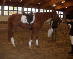 dressage horse Lennox 362 (German Sport Horse, 2009, from Lord Fantastic)