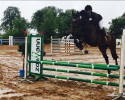 jumper Chins Heinrich (German Warmblood, 2005, from Chin Chin)