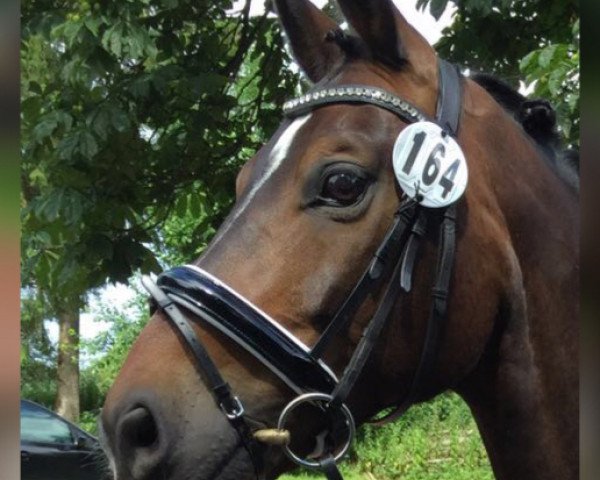 dressage horse Sir Stieg (Oldenburg, 2009, from Swagman 2)