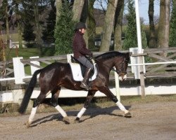 Dressurpferd Steendieks Colonel Jackson (Deutsches Reitpony, 2010, von FS Chambertin)