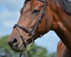 Pferd Cinderella (Trakehner, 2004, von Hoftänzer)