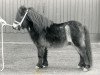 Deckhengst Zeferino van de Kleine Nes (Shetland Pony (unter 87 cm), 1985, von Ollie v.d. Eickenwal)
