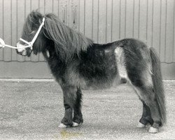 Deckhengst Zeferino van de Kleine Nes (Shetland Pony (unter 87 cm), 1985, von Ollie v.d. Eickenwal)