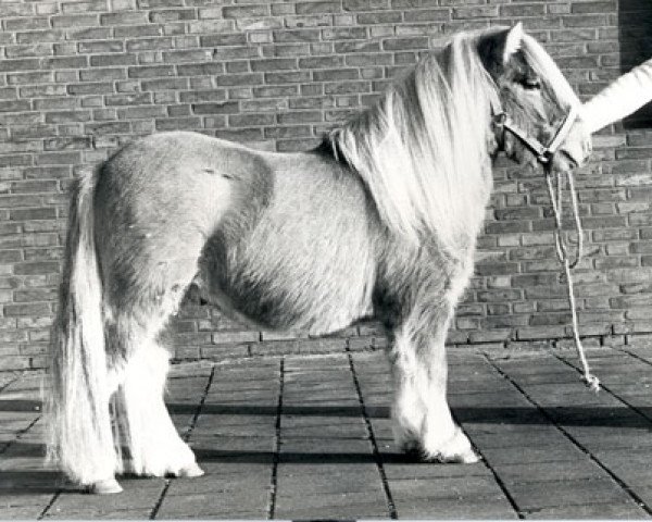 stallion Omega v.d. j. Heuvelakker (Shetland Pony, 1978, from Baron of Belmont)