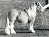 Deckhengst Omega v.d. j. Heuvelakker (Shetland Pony, 1978, von Baron of Belmont)