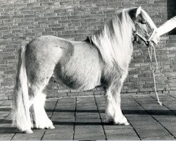 Deckhengst Omega v.d. j. Heuvelakker (Shetland Pony, 1978, von Baron of Belmont)