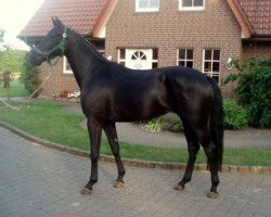 broodmare Holly (Hanoverian, 2007, from Hotline)