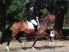 stallion Laurano (Holsteiner, 2008, from Lauries Crusador xx)