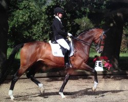 stallion Laurano (Holsteiner, 2008, from Lauries Crusador xx)