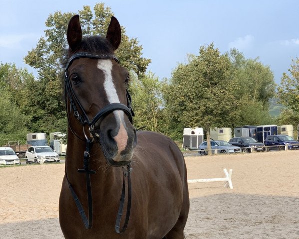 dressage horse Mastro's David (German Riding Pony, 2011, from Da Vinci Hs)