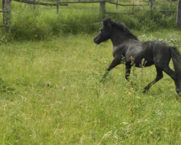 Deckhengst Cazandro (Shetland Pony, 2015, von Chico v. Stal´t Hurkske)