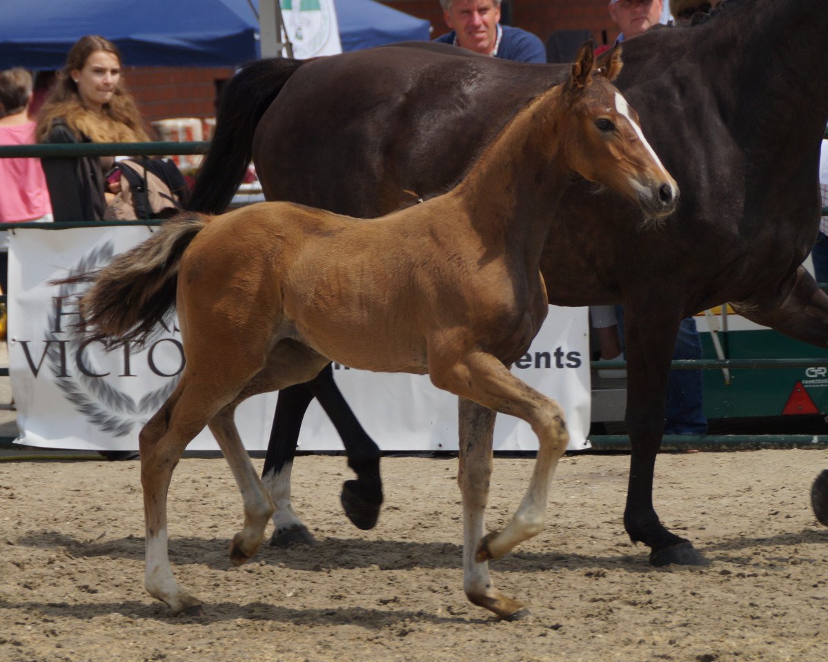 Springpferd Lacey 13 (Westfale, 2016, von Like Angel)
