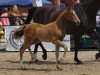 Springpferd Lacey 13 (Westfale, 2016, von Like Angel)