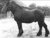 stallion Lünefelder von Derkum (Rhenish-German Cold-Blood, 1950, from Lueneburger RS 2961)