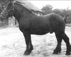 stallion Lünefelder von Derkum (Rhenish-German Cold-Blood, 1950, from Lueneburger RS 2961)