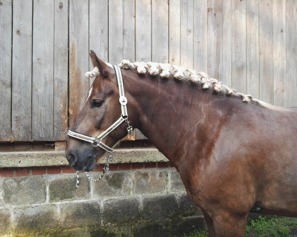 horse Marduk 56 (Black Forest Horse, 2005, from Merlin)