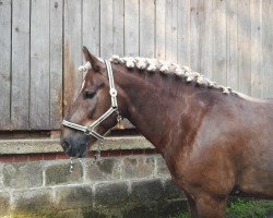 Pferd Marduk 56 (Schwarzwälder Kaltblut, 2005, von Merlin)