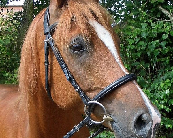 horse Waterloo (Arabian thoroughbred, 2007, from Windsor Bay ox)