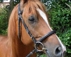 horse Waterloo (Arabian thoroughbred, 2007, from Windsor Bay ox)