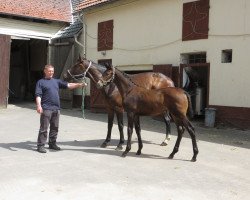 dressage horse Florida (Westphalian, 2016, from Florenciano 6)