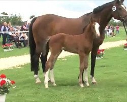 Springpferd Holsteiner Championatsfohlen (Holsteiner, 2016, von Casaltino)