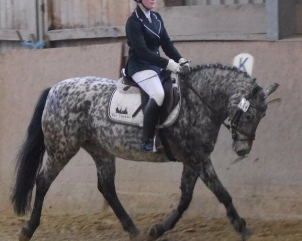 broodmare Lyssi (German Riding Pony, 1997, from Arkus)