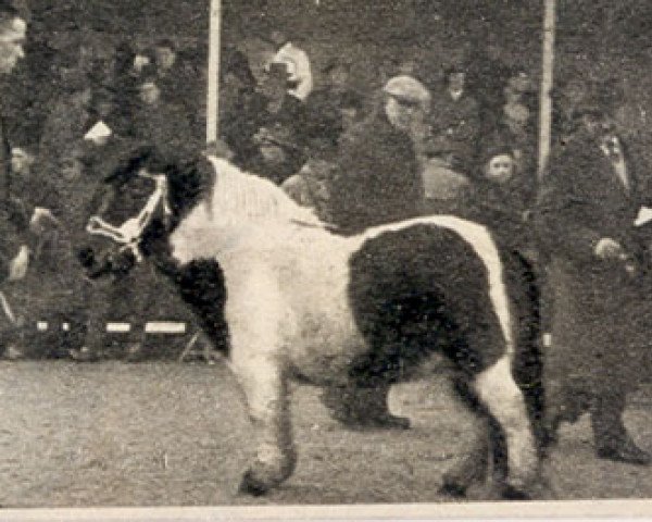 stallion Marius v. Ochten (Shetland Pony, 1955, from Dorus v. Jutphaas)