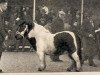 Deckhengst Marius v. Ochten (Shetland Pony, 1955, von Dorus v. Jutphaas)