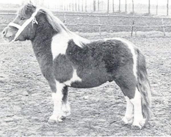 Deckhengst Hendrik v.d. Zandweg (Shetland Pony, 1972, von Robby van Vogelzang)