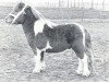 stallion Hendrik v.d. Zandweg (Shetland Pony, 1972, from Robby van Vogelzang)