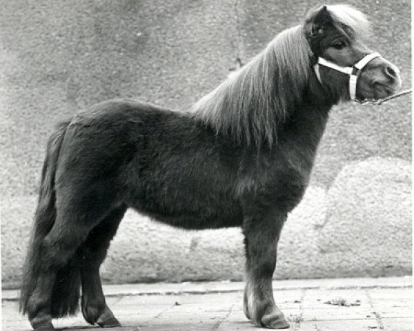 Deckhengst Xante D (Shetland Pony (unter 87 cm), 1985, von Robby van Vogelzang)