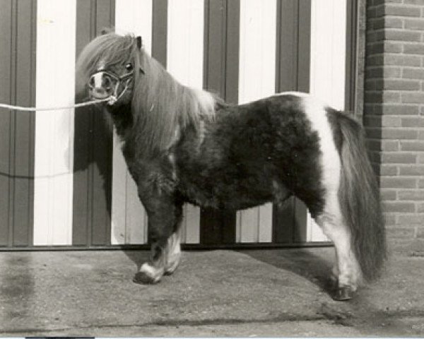 stallion Gold Star van de Dijk (Shetland pony (under 87 cm), 1971, from Robby van Vogelzang)