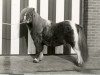 Deckhengst Gold Star van de Dijk (Shetland Pony (unter 87 cm), 1971, von Robby van Vogelzang)