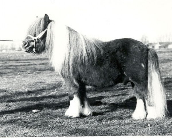 Deckhengst Robby van Vogelzang (Shetland Pony, 1959, von Gelrus v.d. Stoeterij)