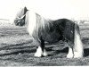 Deckhengst Robby van Vogelzang (Shetland Pony, 1959, von Gelrus v.d. Stoeterij)