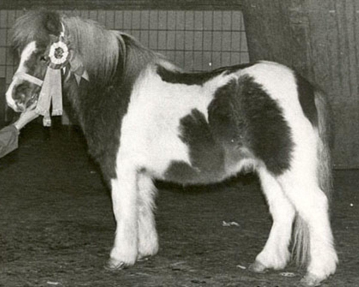 Deckhengst Jan van de Belversedijk (Shetland Pony (unter 87 cm), 1973, von Ernando v. Erp)
