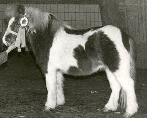 Deckhengst Jan van de Belversedijk (Shetland Pony (unter 87 cm), 1973, von Ernando v. Erp)