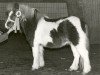 stallion Jan van de Belversedijk (Shetland pony (under 87 cm), 1973, from Ernando v. Erp)