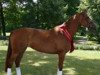 broodmare Niobe 21 (German Sport Horse, 2005, from Ra 1)